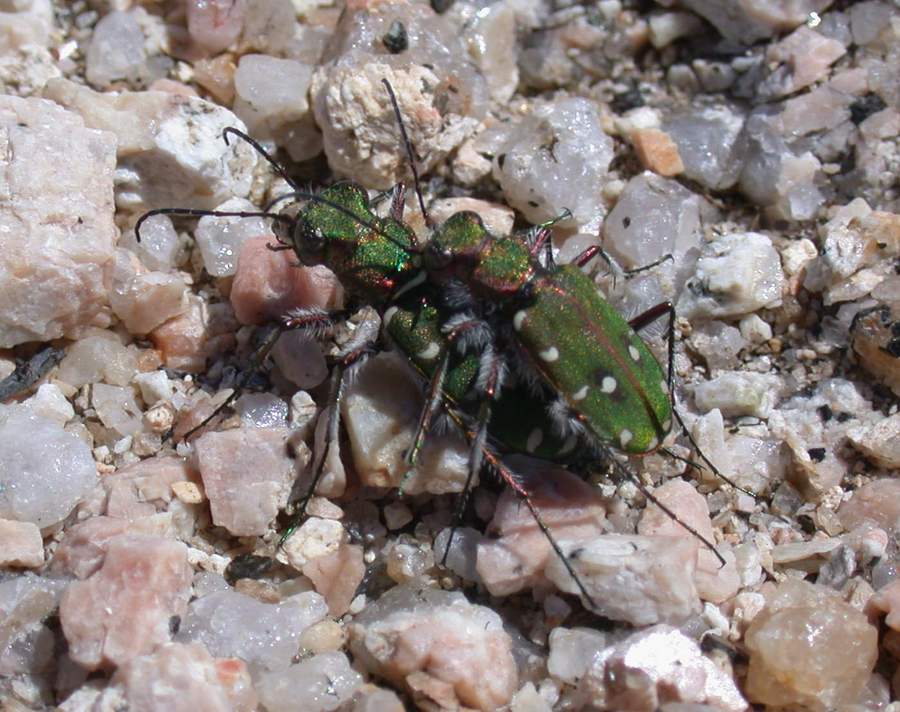 Cicindela campestris, Lophyra flexuosa
